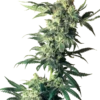 Northern Lights Sensi Seeds