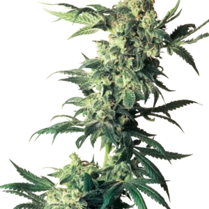 Northern Lights Sensi Seeds