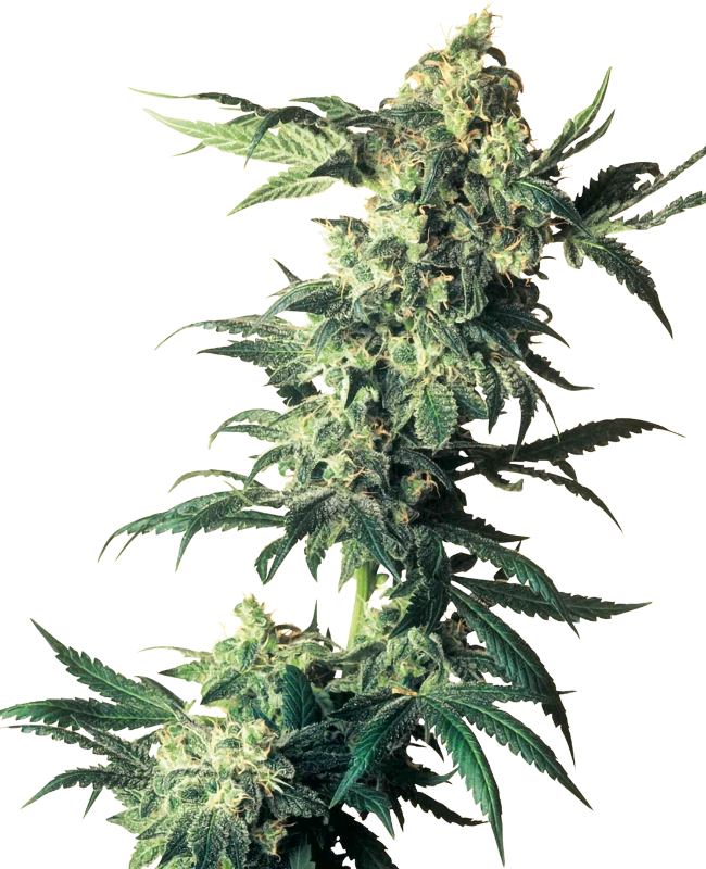 Northern Lights Sensi Seeds
