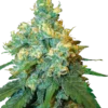 Jack Herer Sensi Seeds