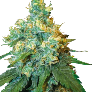 Jack Herer Sensi Seeds
