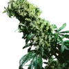 Northern Lights #5 x Haze Sensi Seeds