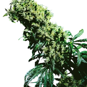 Northern Lights #5 x Haze Sensi Seeds