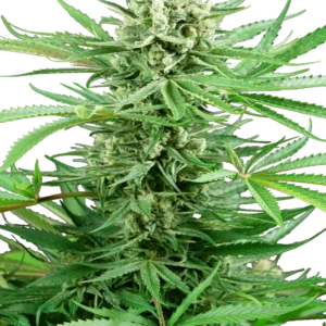 Papi Chulo OG Sensi Seeds
