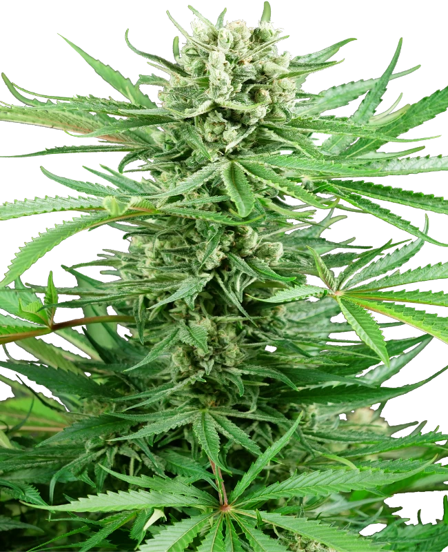 Papi Chulo OG Sensi Seeds