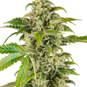 Sweet & Sour Cream Auto Sensi Seeds