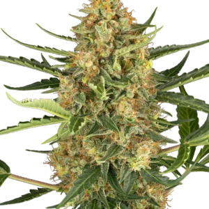 Blueberry Bubblegum Auto Sensi Seeds