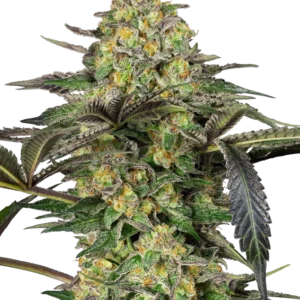 Grapevine Candy Sensi Seeds