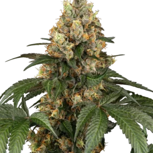 Chocolate Rainbow XXL Sensi Seeds