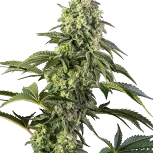 Cosmic Kiss Sensi Seeds