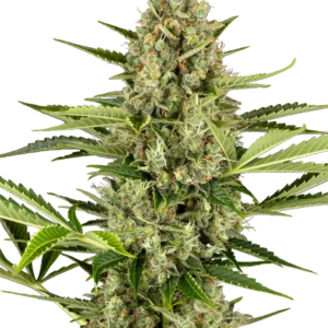 Jack Herer Auto Sensi Seeds