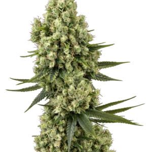 Silver Fire Sensi Seeds