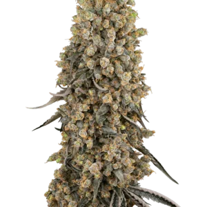 Atomic Blue Dream Sensi Seeds