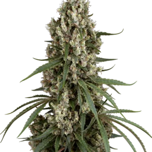 High School Reunion Sensi Seeds