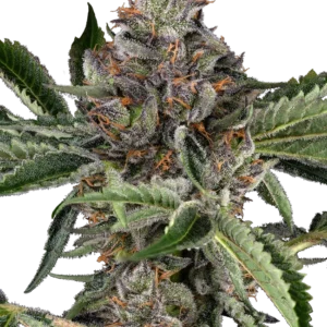 Papaya Jealousy Sensi Seeds