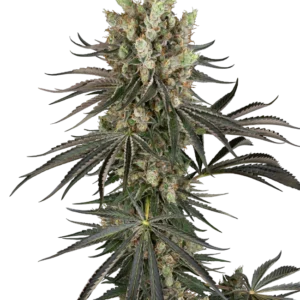 Slam Dank Sensi Seeds