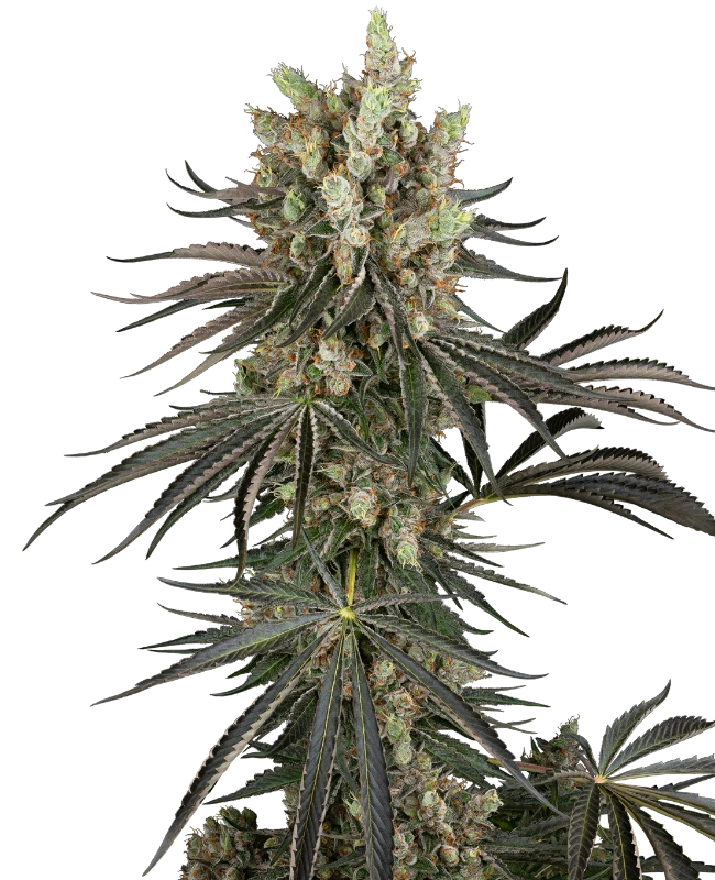 Slam Dank Sensi Seeds
