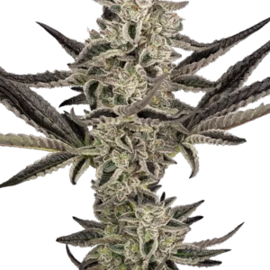 Purple Pickle Auto Sensi Seeds