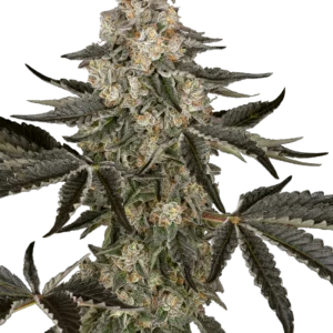 Sauvignon Blanc Auto Sensi Seeds