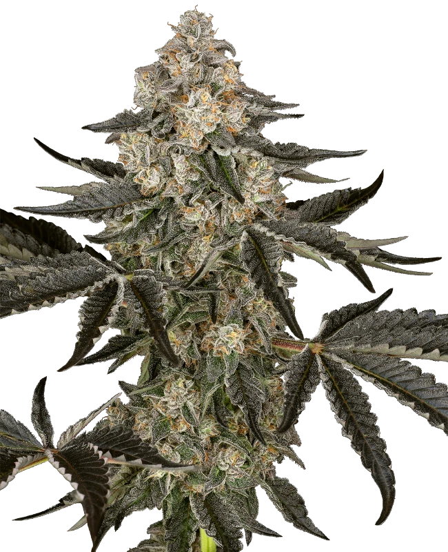 Sauvignon Blanc Auto Sensi Seeds