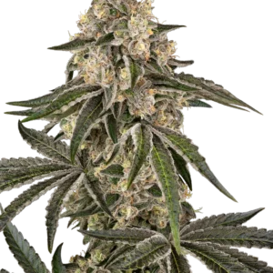 Sunset Peach Sensi Seeds
