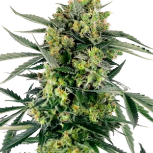 Blueberry Candiez Auto Sensi Seeds