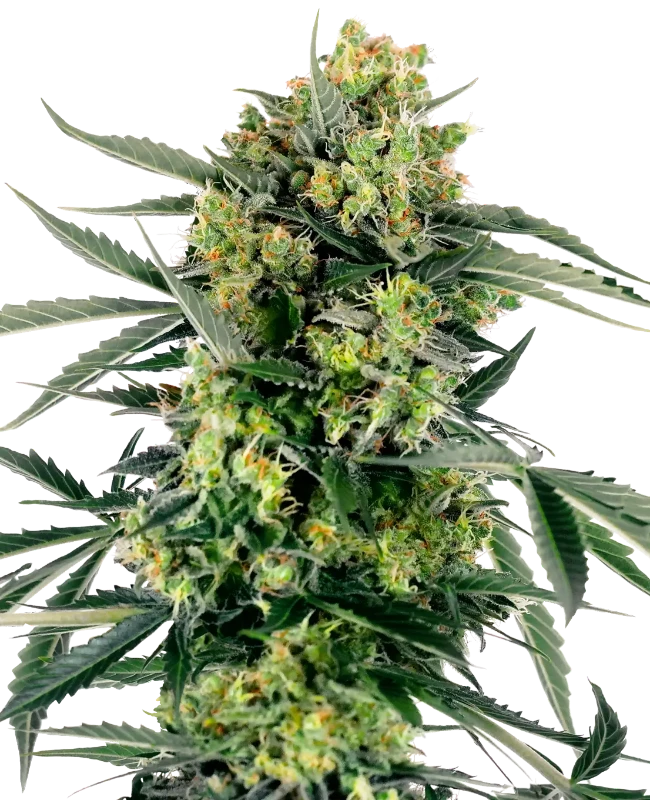 Blueberry Candiez Auto Sensi Seeds