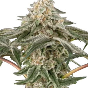 Black Lily Sensi Seeds