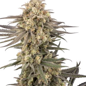 Frosted Grapes XXL Sensi Seeds