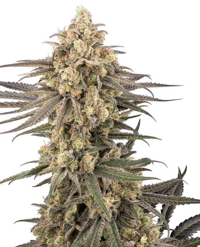 Frosted Grapes XXL Sensi Seeds
