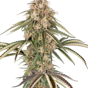 Garlic Gas Sensi Seeds