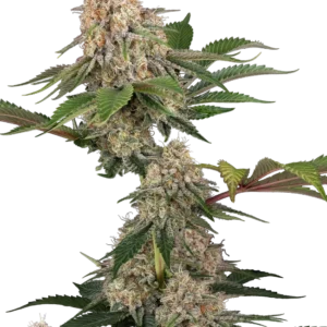 Sticky Berry Mints XXL Sensi Seeds