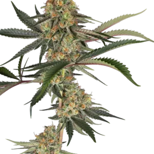 Super Lemon Cherry Sensi Seeds