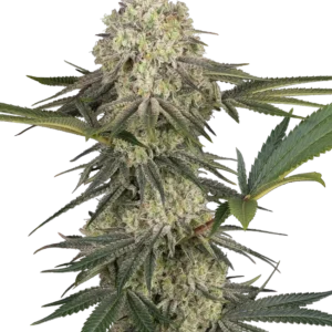 Triple Mints XXL Sensi Seeds