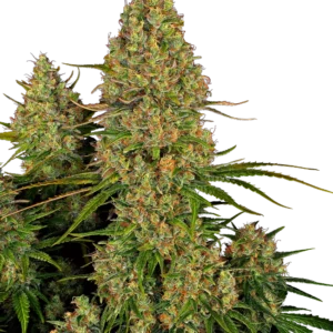 Sticky Orange XXL Auto Sensi Seeds