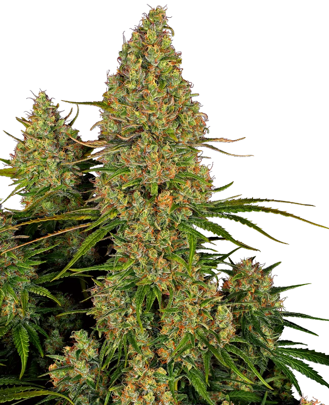 Sticky Orange XXL Auto Sensi Seeds