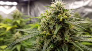 hermafroditisme cannabis