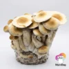 Cascadian Teacher MycoBag 450g | Pan de setas de la risa