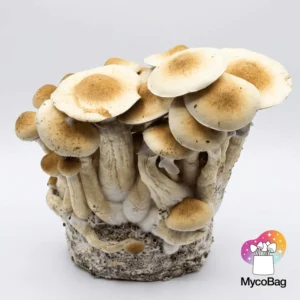Cascadian Teacher MycoBag 450g | Pan de setas de la risa