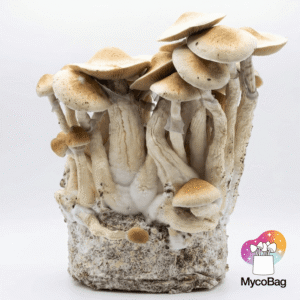 Cascadian Teacher MycoBag 450g | Pan de setas de la risa - Imagen 2