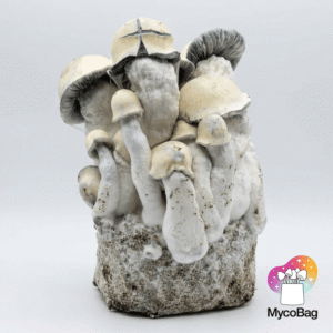 Tidal Wave Ape MycoBag 450g | pan de setas de la risa