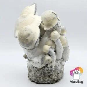 Tidal Wave Ape MycoBag 450g | pan de setas de la risa - Imagen 2