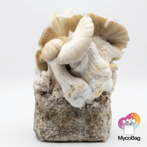 Whitebilly Mycobag 450g | pan de setas de la risa - Imagen 2