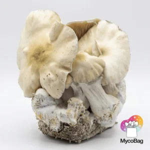 Whitebilly Mycobag 450g | pan de setas de la risa