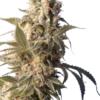 AK-47 Serious Seeds