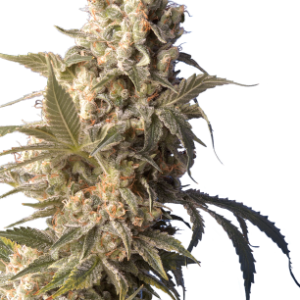 AK-47 Serious Seeds