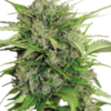 Auto AK-47 Serious Seeds semillas autoflorecientes