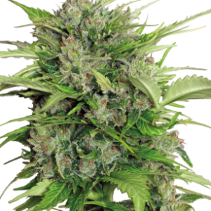 Auto AK-47 Serious Seeds