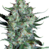 Auto White Russian Serious Seeds semillas auto