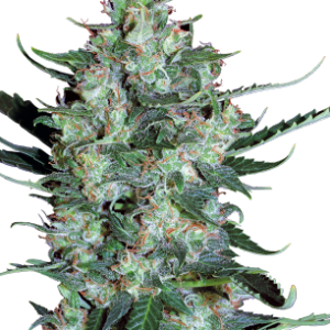 Auto White Russian Serious Seeds